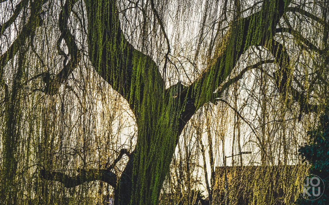 #52WC – 11 – Natürliches Licht