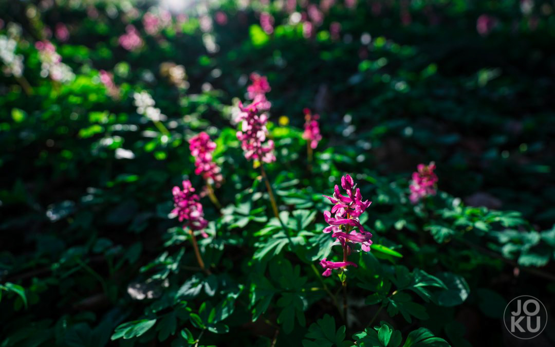 #52WC – 12 – Frühling